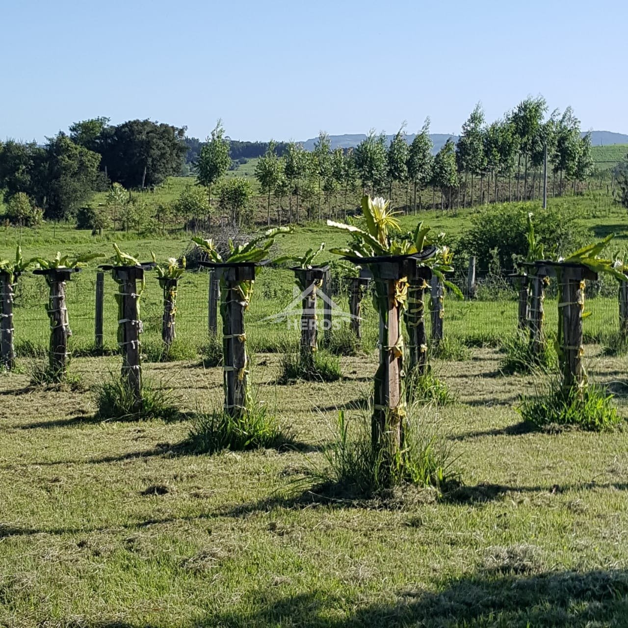 Sítio em Glorinha, 6,97ha, R$ 636mil